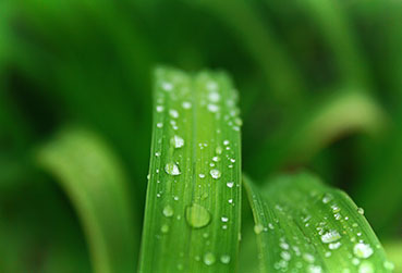 blur-bright-dew