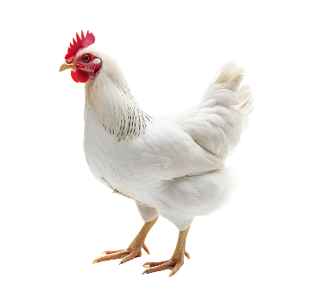 Poultry Feeds