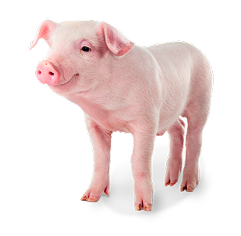 Swine Feed
