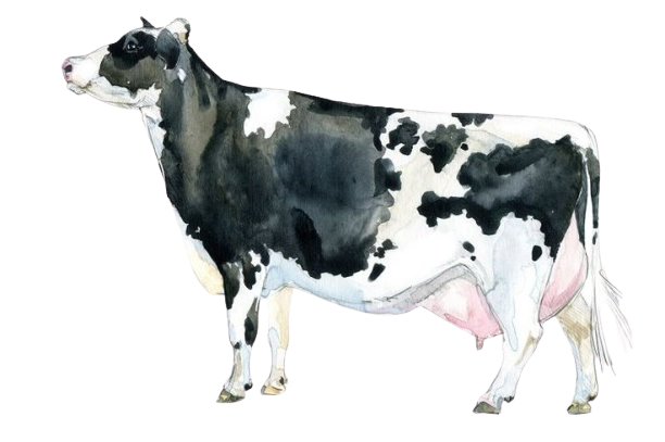 Cattle Feed