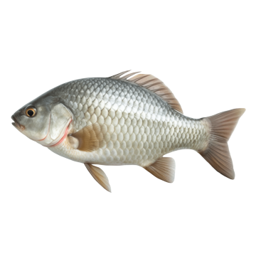Fish Feed