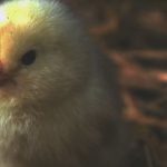 The Future of Poultry Farming