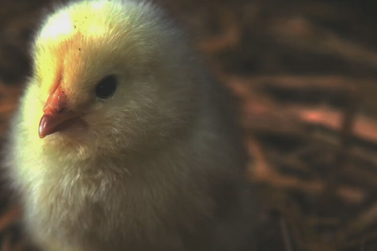 The Future of Poultry Farming