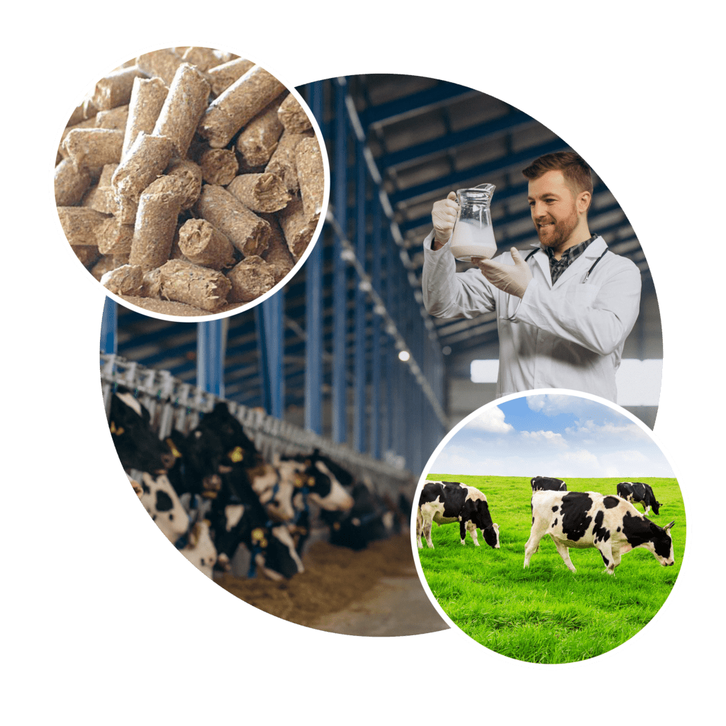 why choose cattle feed